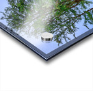 Hawaii Trees 3 Acrylic print