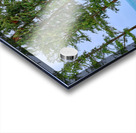 Hawaii Trees 2 Acrylic print