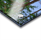 Hawaii Trees 4 Acrylic print