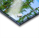 Hawaii Trees Acrylic print