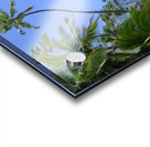 Hawaii Blue Ocean Acrylic print