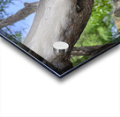 Hawaii Cardinal II Acrylic print