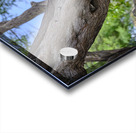 Hawaii Cardinal I Acrylic print