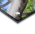 Hawaii Cardinal III Acrylic print