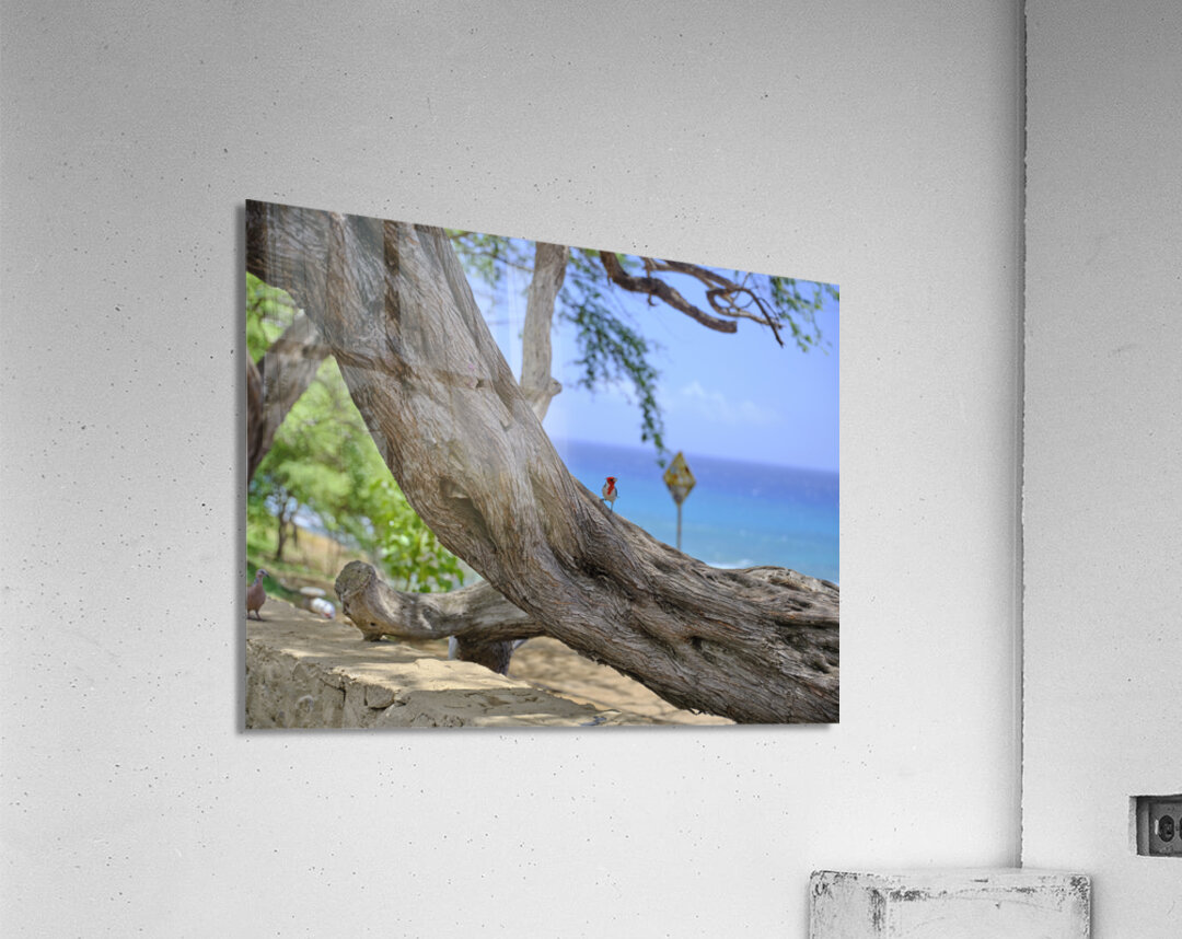 Hawaii Cardinal II Acrylic Print