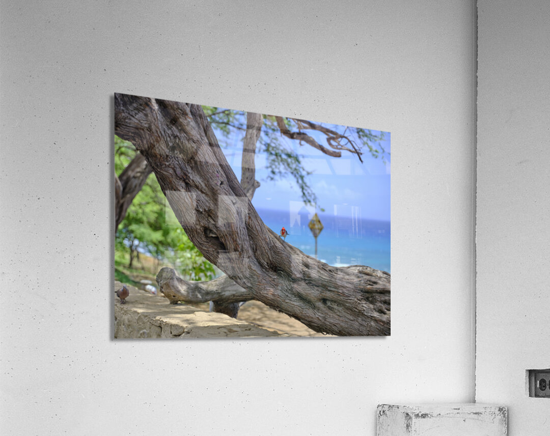 Hawaii Cardinal I Acrylic Print