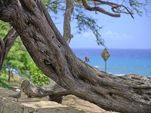 Hawaii Cardinal III