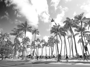 Hawaii Palms BW