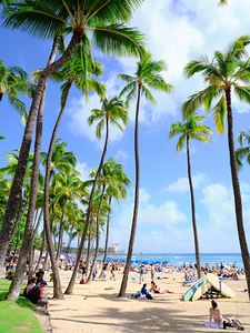 Hawaii Palms Beach