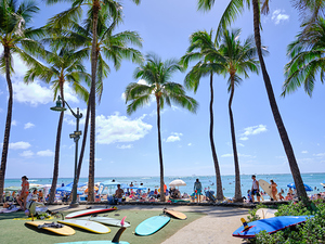 Hawaii Palms Surfboards