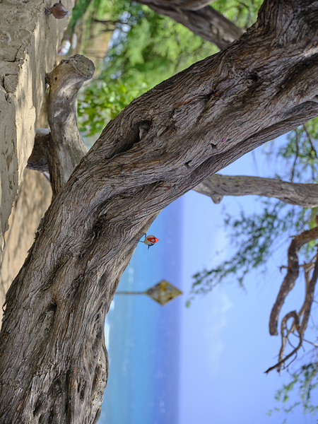 Hawaii Cardinal I Print