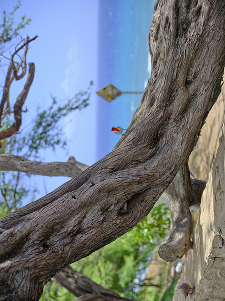 Hawaii Cardinal IV Print