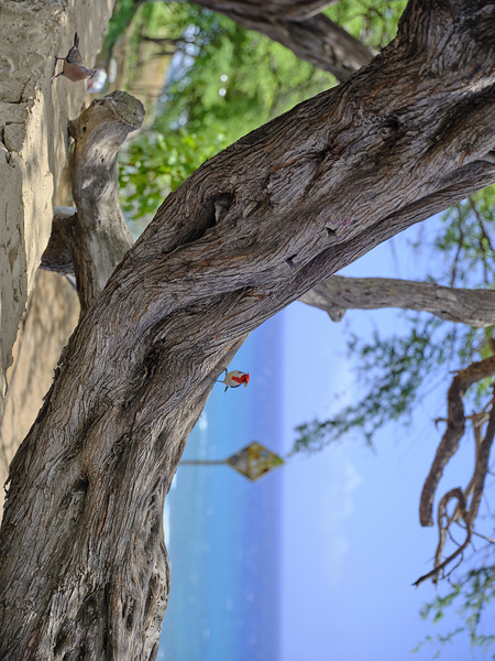 Hawaii Cardinal V Print