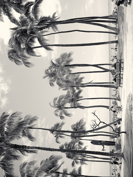 Hawaii Palms BW II Print