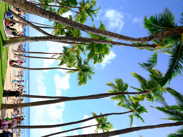 Hawaii Palms Beach 2 Print