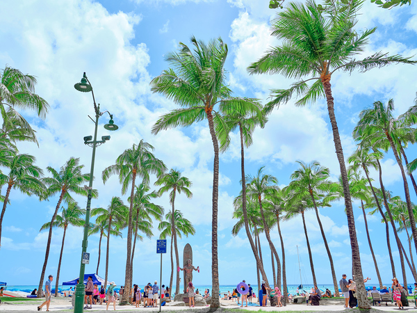 Hawaii Palms Duke Statue Print