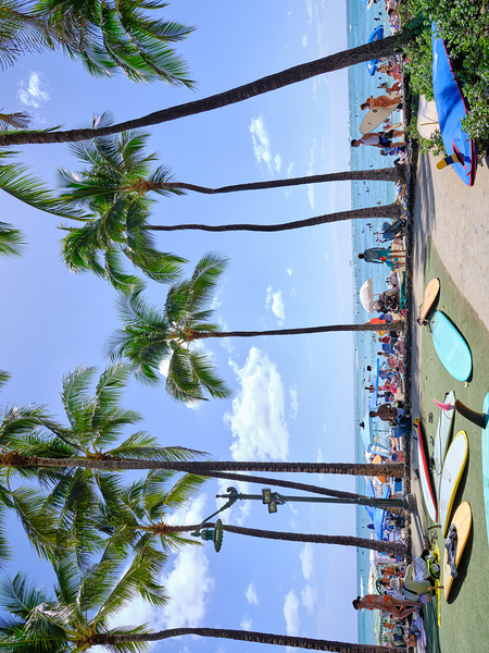 Hawaii Palms Surfboards Print