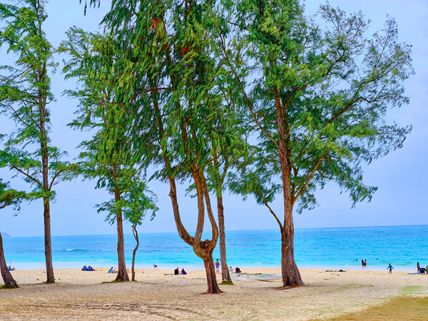 Hawaii Trees Print