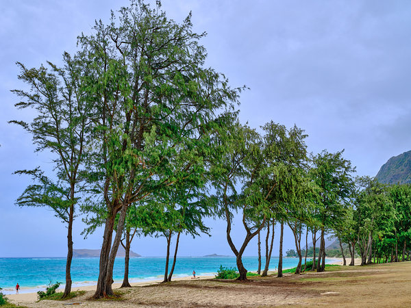 Hawaii Trees 3 Print