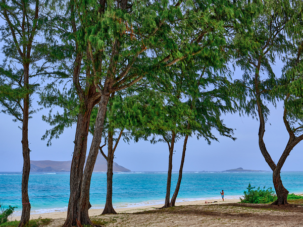 Hawaii Trees 4 Print