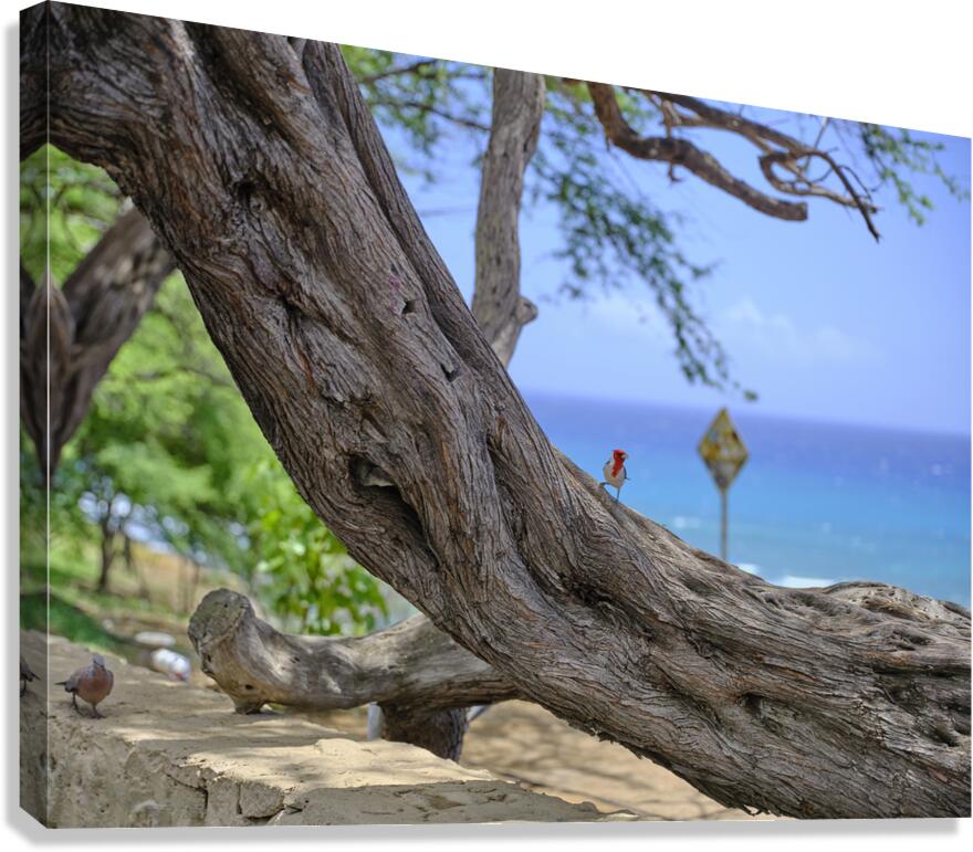 Hawaii Cardinal IV Canvas Print