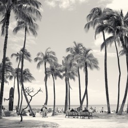 Hawaii Palms BW II