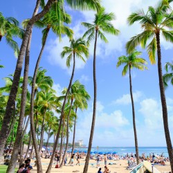 Hawaii Palms Beach