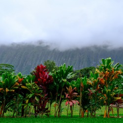 Hawaii Fog