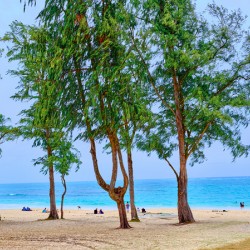 Hawaii Trees