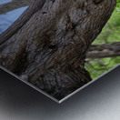 Hawaii Cardinal II Metal print