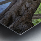 Hawaii Cardinal I Metal print