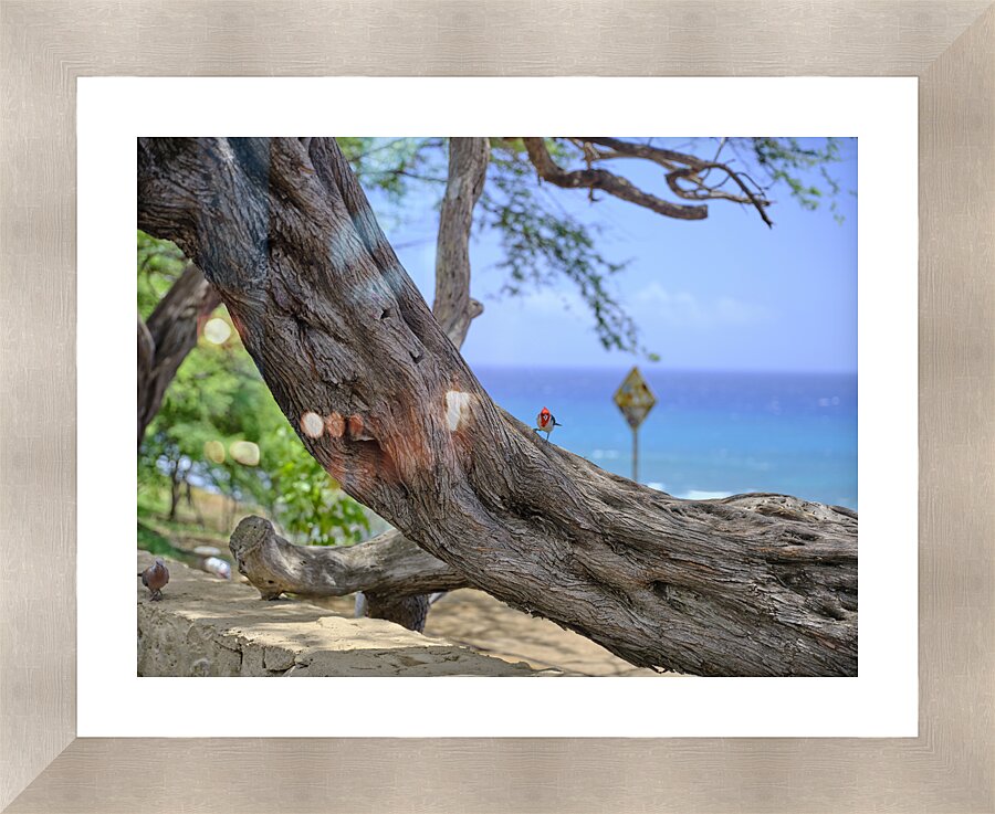 Hawaii Cardinal I Picture Frame print