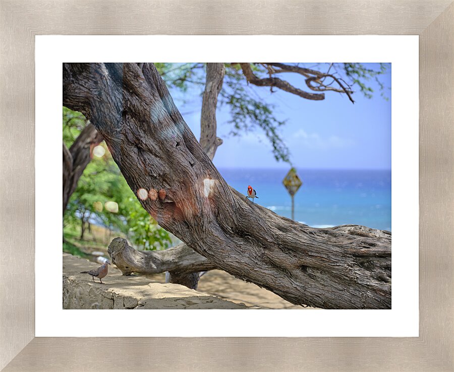 Hawaii Cardinal III Picture Frame print