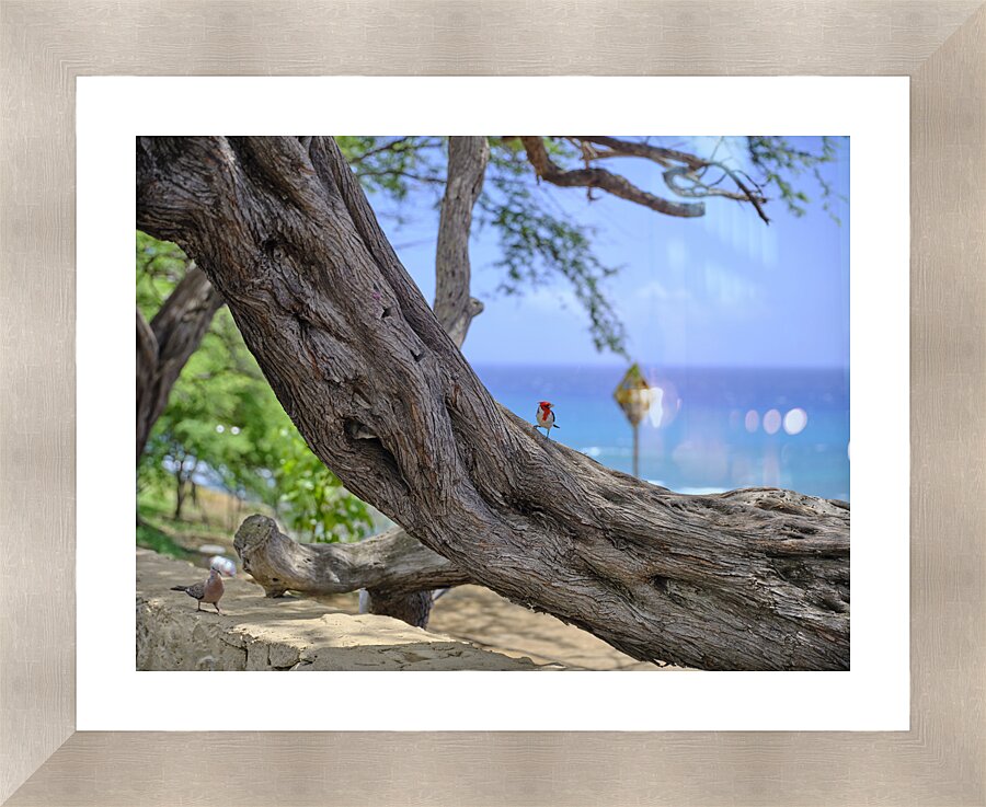 Hawaii Cardinal V Picture Frame print