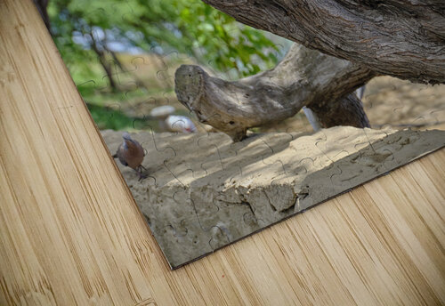 Hawaii Cardinal I Kamara Studio   Ultra High Resolution Mural Prints puzzle