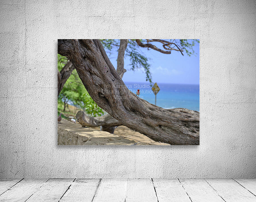 Hawaii Cardinal II Wall Preview