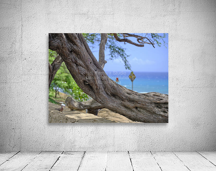 Hawaii Cardinal V Wall Preview