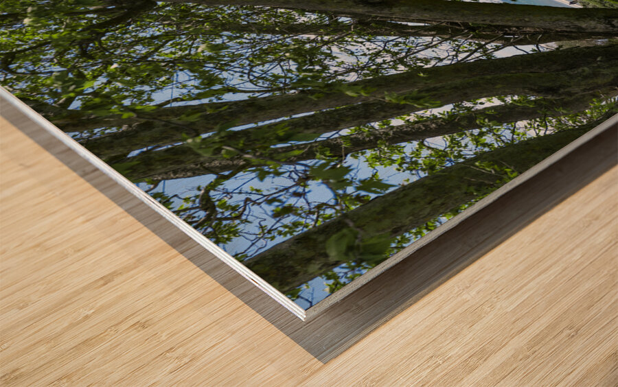 Beach Lawn Wood print