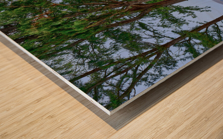 Hawaii Trees 4 Wood print