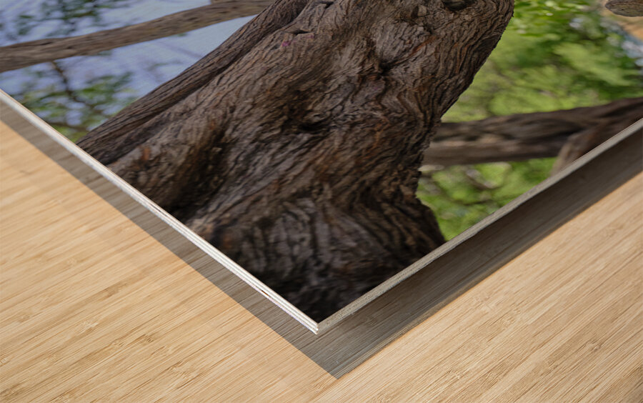 Hawaii Cardinal II Wood print