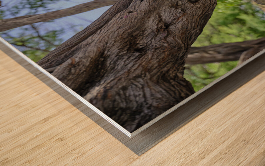 Hawaii Cardinal I Wood print