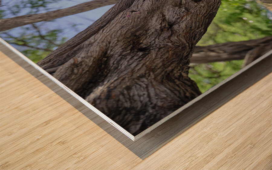 Hawaii Cardinal V Wood print